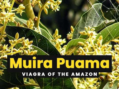 Muira puama: le viagra de l'amazonie phyto-soins